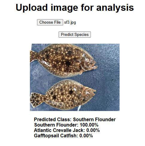 Flounder